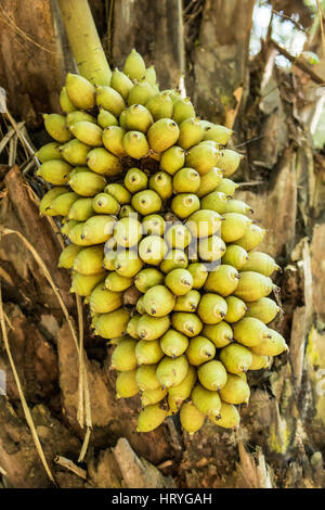 Attalea Speciosa (Babassu, Babassu Palm, Babaçu Cusi) ist eine Palme in der Amazonas-Region in Südamerika.  Hyazinth-Aras Essen seine sehen Stockfoto