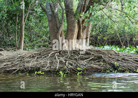 Baum im Regenwald hat eine große Anzahl von verschlungenen Luftwurzeln wachsen am Ufer eines Flusses im Großraum Pantanal von Mato Grosso, Brasilien, Süd A Stockfoto