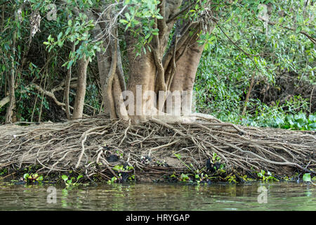 Baum im Regenwald hat eine große Anzahl von verschlungenen Luftwurzeln wachsen am Ufer eines Flusses im Großraum Pantanal von Mato Grosso, Brasilien, Süd A Stockfoto