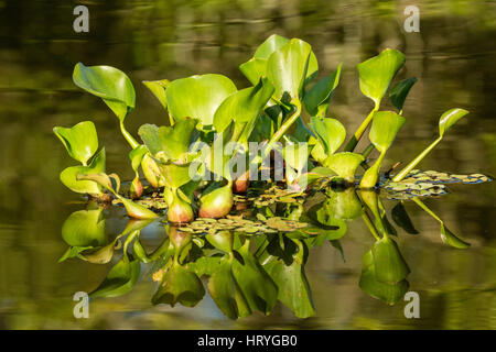 Gemeinsamen Wasserhyazinthe schwimmen in den Flüssen und Sümpfen im Großraum Pantanal von Mato Grosso, Brasilien, Südamerika.  Kleine Gruppen von Hyazinth br Stockfoto