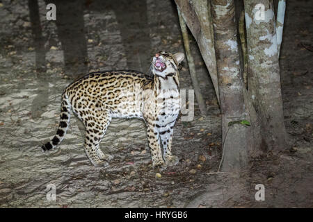 Ozelot nachts mit ein Schlaglicht darauf, seine scharfen Zähne zeigen, als es die Augen einige Beute im Großraum Pantanal von Mato Grosso, Brasilien, Süd amerik. Stockfoto