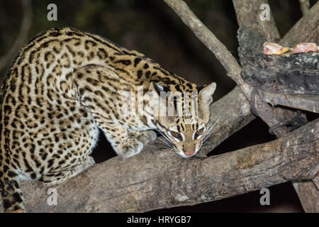 Ozelot mit ein Schlaglicht darauf, wie es in der Nacht kommt auf der Suche nach etwas Fleisch übrig, in der Pantanal-Region von Brasilien, Mato Grosso, South Ameri Stockfoto