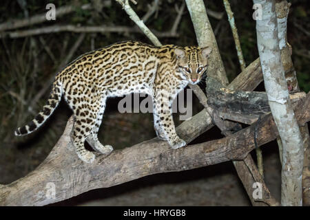 Ozelot nachts mit ein Schlaglicht darauf, auf der Suche nach etwas zu essen, in der Pantanal-Region von Brasilien, Mato Grosso, Südamerika Stockfoto