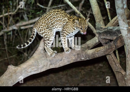 Ozelot mit ein Schlaglicht darauf, wie es in der Nacht kam auf der Suche nach Nahrung, in der Pantanal-Region von Brasilien, Mato Grosso, Südamerika Stockfoto