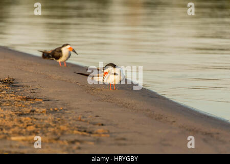 Schwarz-Skimmer putzen seine Federn am Flussufer in der Pantanal-Region, Mato Grosso, Südamerika Stockfoto