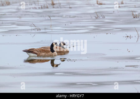 Zwei kanadische Gänse schwimmen in einem teilweise gefrorenen Teich in der Nähe von Hauser See in Idaho. Stockfoto