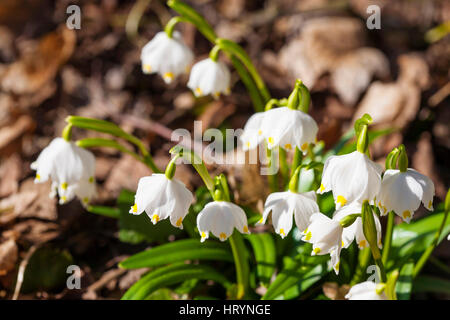 Kostelec nad Orlici, Tschechien. 4. März 2016. Fast Millionen von blühenden Leucojum Vernum, Frühling Schneeflocken in New Castle, Kostelec nad Orlici, Tschechien, 4. März, 2017 Credit: Markéta Bendová/Alamy Live News Stockfoto