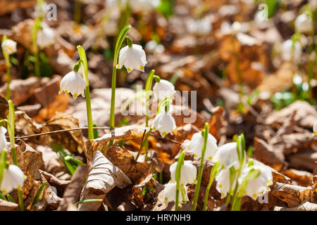 Kostelec nad Orlici, Tschechien. 4. März 2016. Fast Millionen von blühenden Leucojum Vernum, Frühling Schneeflocken in New Castle, Kostelec nad Orlici, Tschechien, 4. März, 2017 Credit: Markéta Bendová/Alamy Live News Stockfoto