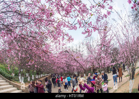 Kunming, China Yunnan Provinz. 6. März 2017. Touristen genießen die Kirschblüte in Kunming, Hauptstadt der südwestlichen chinesischen Provinz Yunnan, 6. März 2017. Bildnachweis: Hu Chao/Xinhua/Alamy Live-Nachrichten Stockfoto