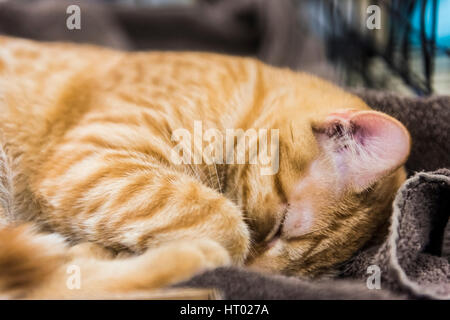 Orange Tabby Kater auf Handtuch schlafen Stockfoto