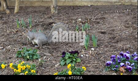 Eichhörnchen Stockfoto