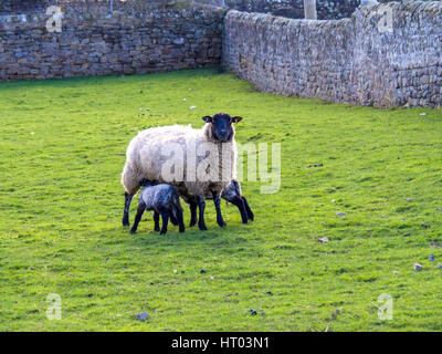 Eine schwarze konfrontiert Sheeo Ewe mit zwei jungen Frühjahr Lämmer Spanferkel in einem kleinen geschützten Stein gemauerten Feld Stockfoto