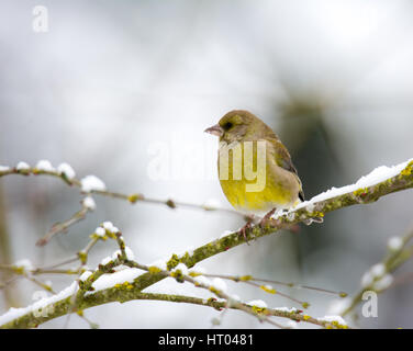 Nahaufnahme von einer europäischen Grünfink Vogel sitzt auf dem Ast eines Baumes Schnee bedeckt Stockfoto