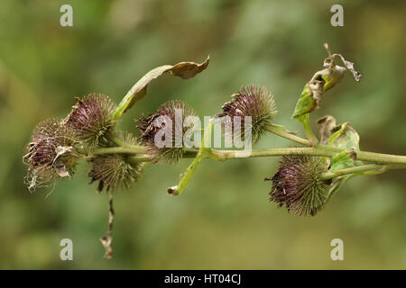 Arctium minus Stockfoto