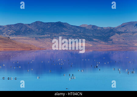 Schöne Landschaftsbild von Antelope Island und Great Salt Lake mit unterschiedlichsten Vögel schwimmen auf der Oberfläche des Wassers Stockfoto