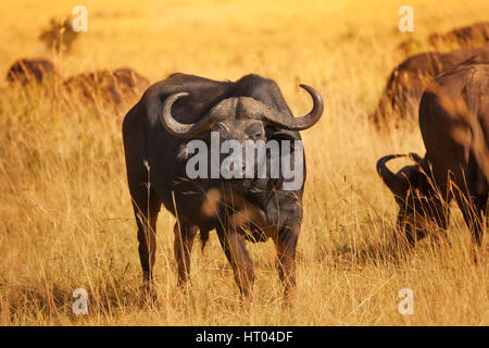 Männliche Buffalo Stier mit riesigen Hörnern auf Trockenrasen Ebene, Afrika Stockfoto