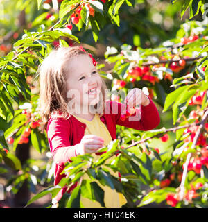 Kinder pflücken Kirschen auf einer Obstplantage. Kinder pflücken Kirschen im Sommer Obstgarten. Kleinkind Kind essen frisches Obst vom Baum Garten. Kleine Bauern Mädchen Witz Stockfoto