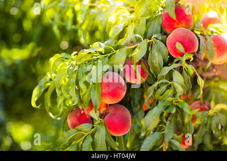 Reife leckere Pfirsich Baum im sonnigen Sommer Obstgarten. Wählen Sie eigene Obstplantage mit Baum Reifen Freestone Pfirsiche. Leckere und gesunde Bio-Ernährung. Stockfoto