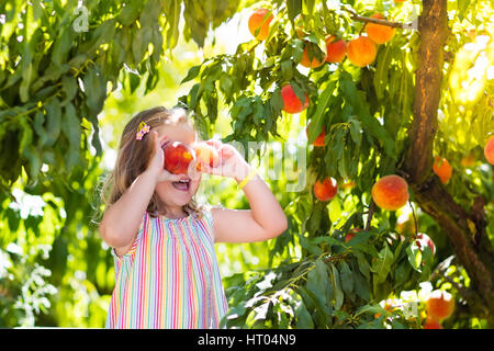 Kleines Mädchen pflücken und essen frische Reifen Pfirsich vom Baum auf eigenen Obsthof Bio wählen. Kinder pflücken und Essen Baum reifen Pfirsichen im Sommer Obstgarten. Chil Stockfoto