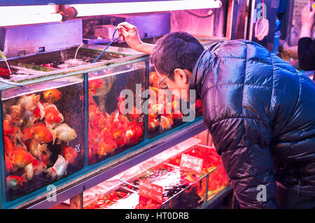 MONG KOK, HONG KONG - Jan 9, 2014 - Hong Kong Mann ein Goldfisch in einem Geschäft an der Tung Choi Street Goldfischmarkt wählt, Mong Kok, Kowloon Stockfoto