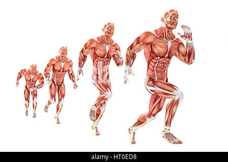 Läuft Man Anatomie. Medizinische Illustration. Isoliert auf weiß. Clipping-Pfad enthält Stockfoto