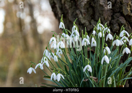 Dropps Galanthus Nivalis Schnee im Februar uk frischen Frühjahr Display dunkle Rinde und soft-Fokus Hintergrund aufgeteilt. Platz für Texte auf linken Seite. Stockfoto