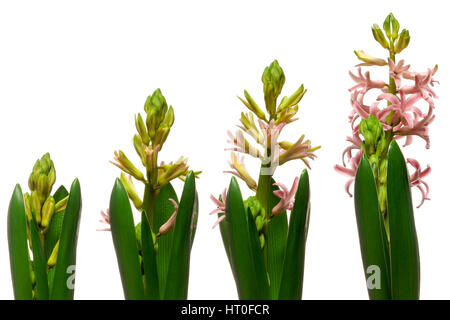 Zeitraffer Zeitreihen von rosa Hyazinthe Blumen blühen. Stockfoto