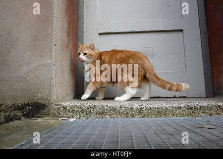 Yujing, die Katze im Garten. Stockfoto