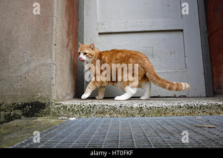 Yujing, die Katze im Garten. Stockfoto