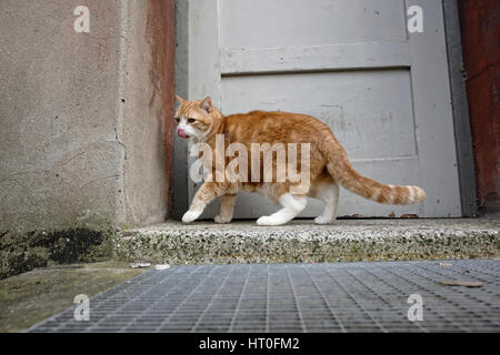 Yujing, die Katze im Garten. Stockfoto