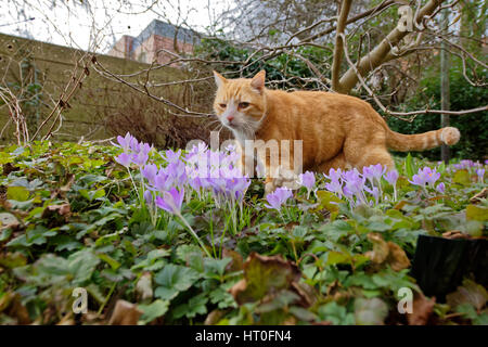 Yujing, die Katze im Garten. Stockfoto