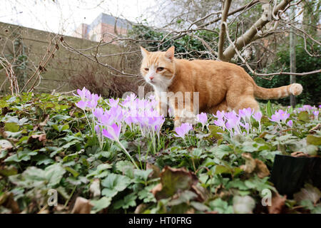 Yujing, die Katze im Garten. Stockfoto