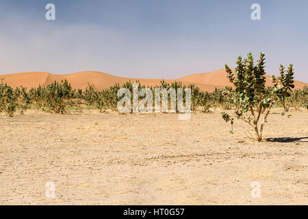 Die Sanddünen der Wüste Erg Chegaga in Marokko mit einigen Bäumen im Vordergrund. Stockfoto