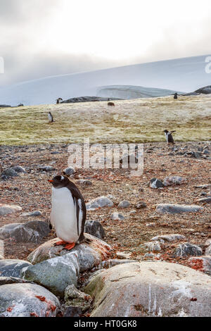 Einsame Gentoo Penguin stehend auf Stein, Peterman Island, Antarktis Stockfoto