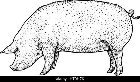 Schwein-Illustration, Zeichnung, Gravur, Tinte, Strichzeichnungen, Vektor Stock Vektor