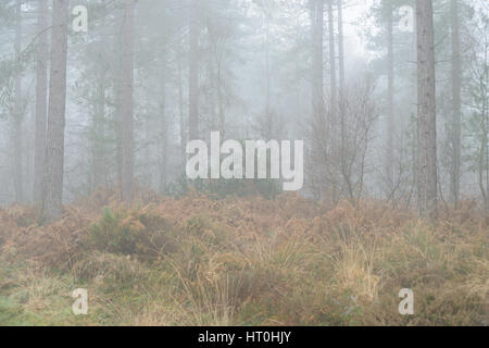 Neblige und nebligen Bedingungen in Wareham Wald, in der Nähe von Wareham, Dorset, Großbritannien Stockfoto