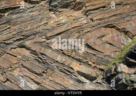 Chevron-Falten von Sandstein und Schiefer Gesteinsschichten in Millook Haven Klippen, Cornwall, UK, April 2014. Stockfoto