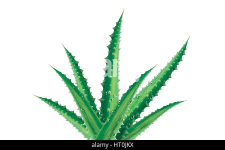 grünen Aloe Vera Pflanze Element, isolierten weißen Hintergrund, 3d illustration Stock Vektor