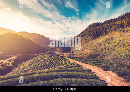 Morgensonne auf Teefeld in Thailand. Vintage-Stil. Stockfoto