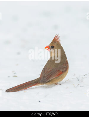 Weiblichen nördlichen Kardinal Futtersuche auf Schnee bedeckten Boden. Stockfoto