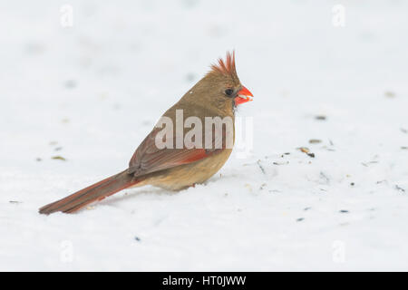 Weiblichen nördlichen Kardinal Futtersuche auf Schnee bedeckten Boden. Stockfoto