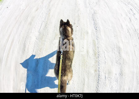 Luftbild mit Drohne Husky Welpen zu Fuß an der Leine. Stockfoto