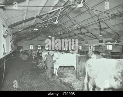 Grooming Rinder in einem Kuhstall, Claybury Krankenhaus, Woodford Bridge, London, 1937. Künstler: unbekannt. Stockfoto