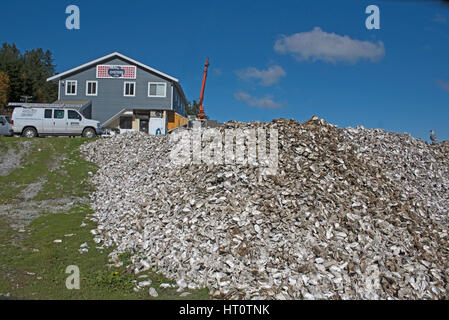 Kanadische Austern aus der Fanny Bay Area von Vancouver Island in British Columbia Kanada Stockfoto