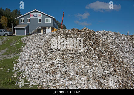 Kanadische Austern aus der Fanny Bay Area von Vancouver Island in British Columbia Kanada Stockfoto