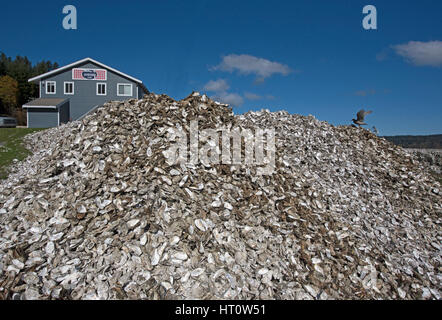 Kanadische Austern aus der Fanny Bay Area von Vancouver Island in British Columbia Kanada Stockfoto