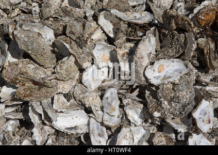 Kanadische Austern aus der Fanny Bay Area von Vancouver Island in British Columbia Kanada Stockfoto