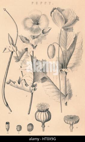 "Poppy", c19th Jahrhundert. Künstler: unbekannt. Stockfoto