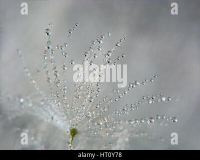 Abstrakte Makrofoto des Löwenzahn Samen mit Wasser Tropfen. Stockfoto