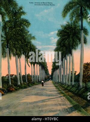 Allee von Königspalmen, Kuba, c1920. Künstler: unbekannt. Stockfoto